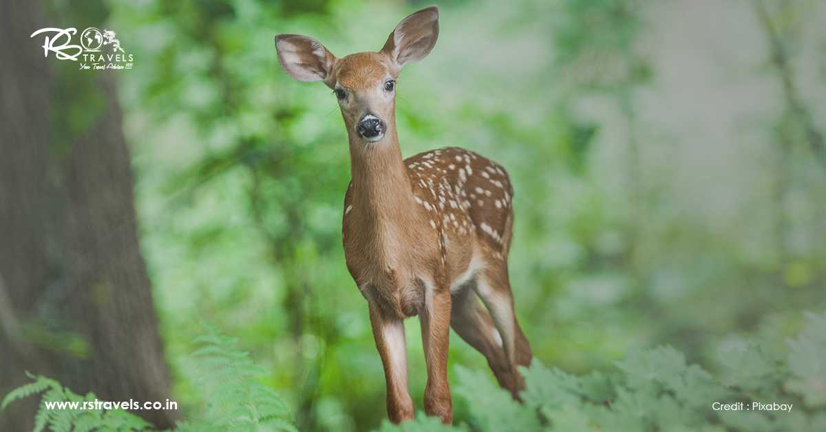 Jigme Dorji National Park: Be a part of a Wildlife Adventure Amidst Hills