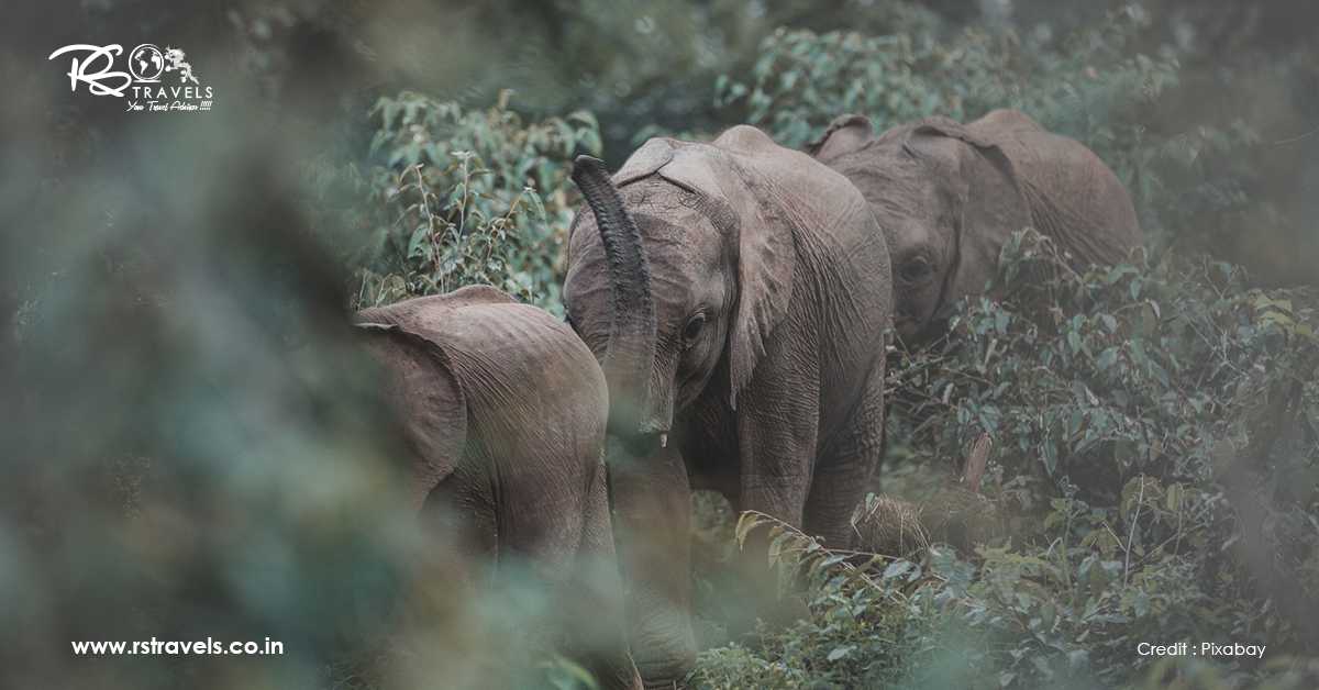 Royal Manas National Park in Bhutan That Will Take You to another World