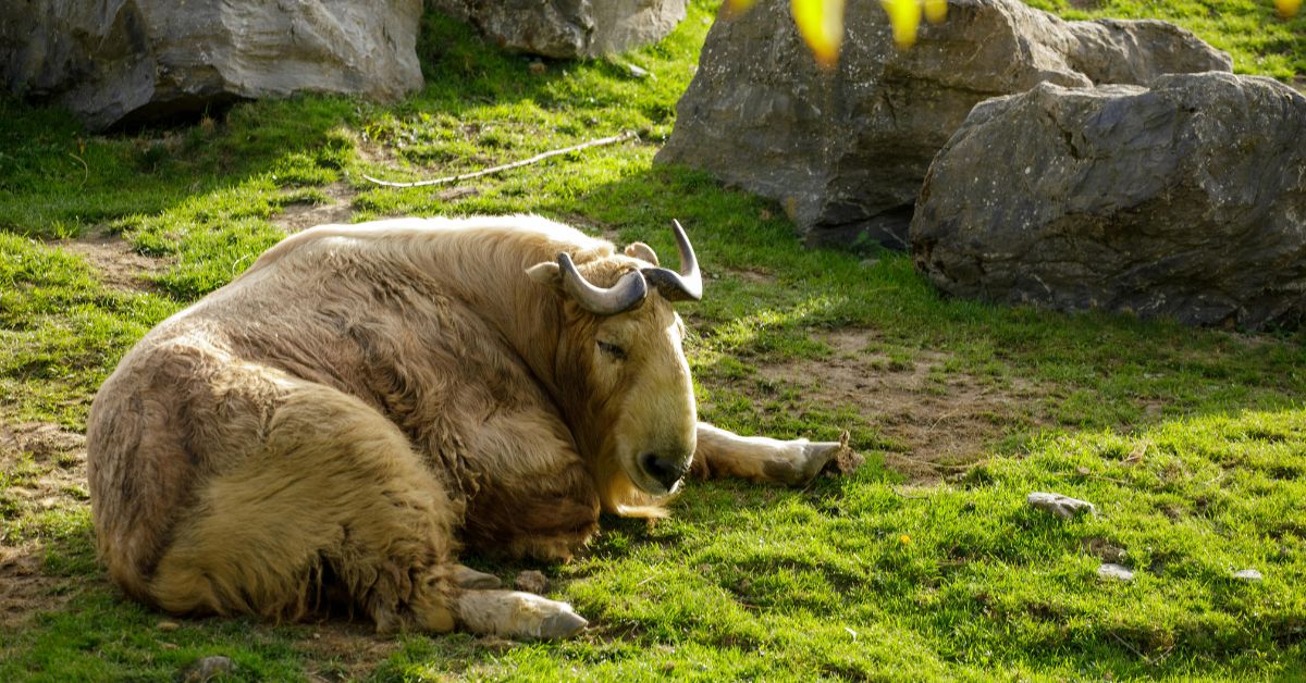 Takin - Rs Travels Image Blog
