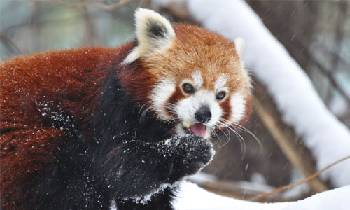 Red Panda