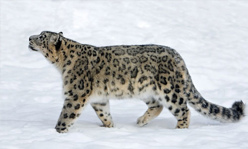 Snow Leopard