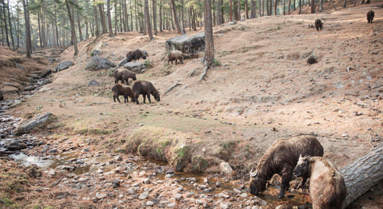 Motithang Takin Preserve