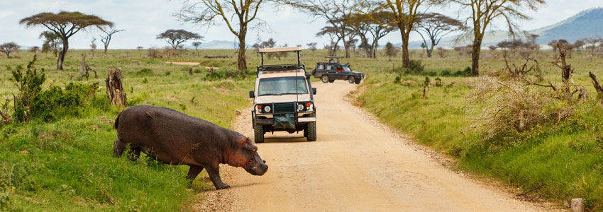 Wildlife Safari in Bhutan