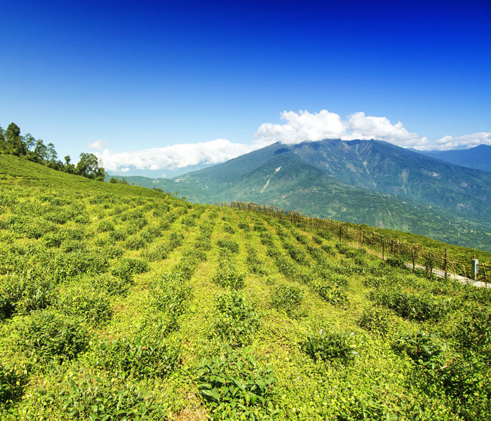 Unwind the True Spirit of the Himalayas